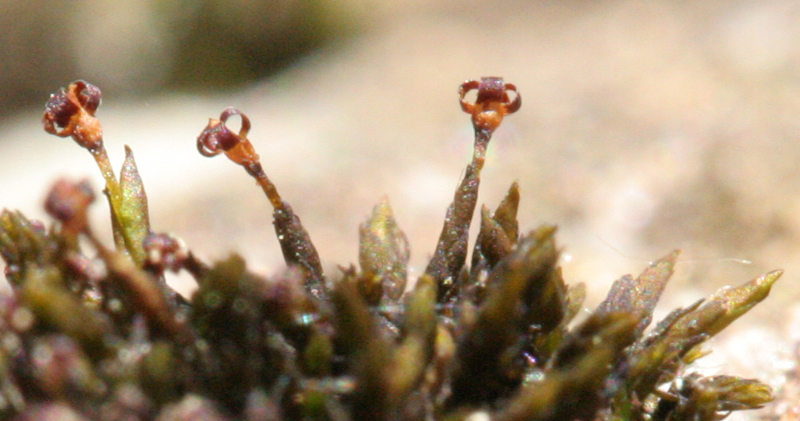 Andreaea rupestris